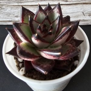 Echeveria agavoide 'Ebony' pot 6.5cm