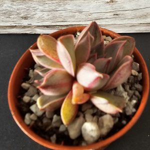 Echeveria 'Punita' pot 5.5cm