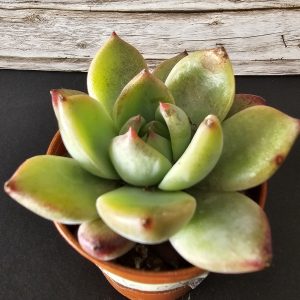 Echeveria 'Colorata Roof' pot 5.5cm