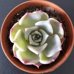 Echeveria 'Kiss me' pot 5.5cm