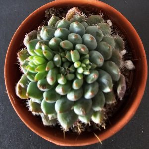 Echeveria setosa diminuta pot 5.5cm