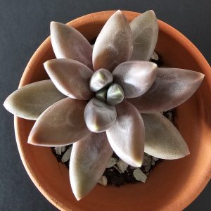 Pachyphytum compactum 'Little Jewel' pot 6cm