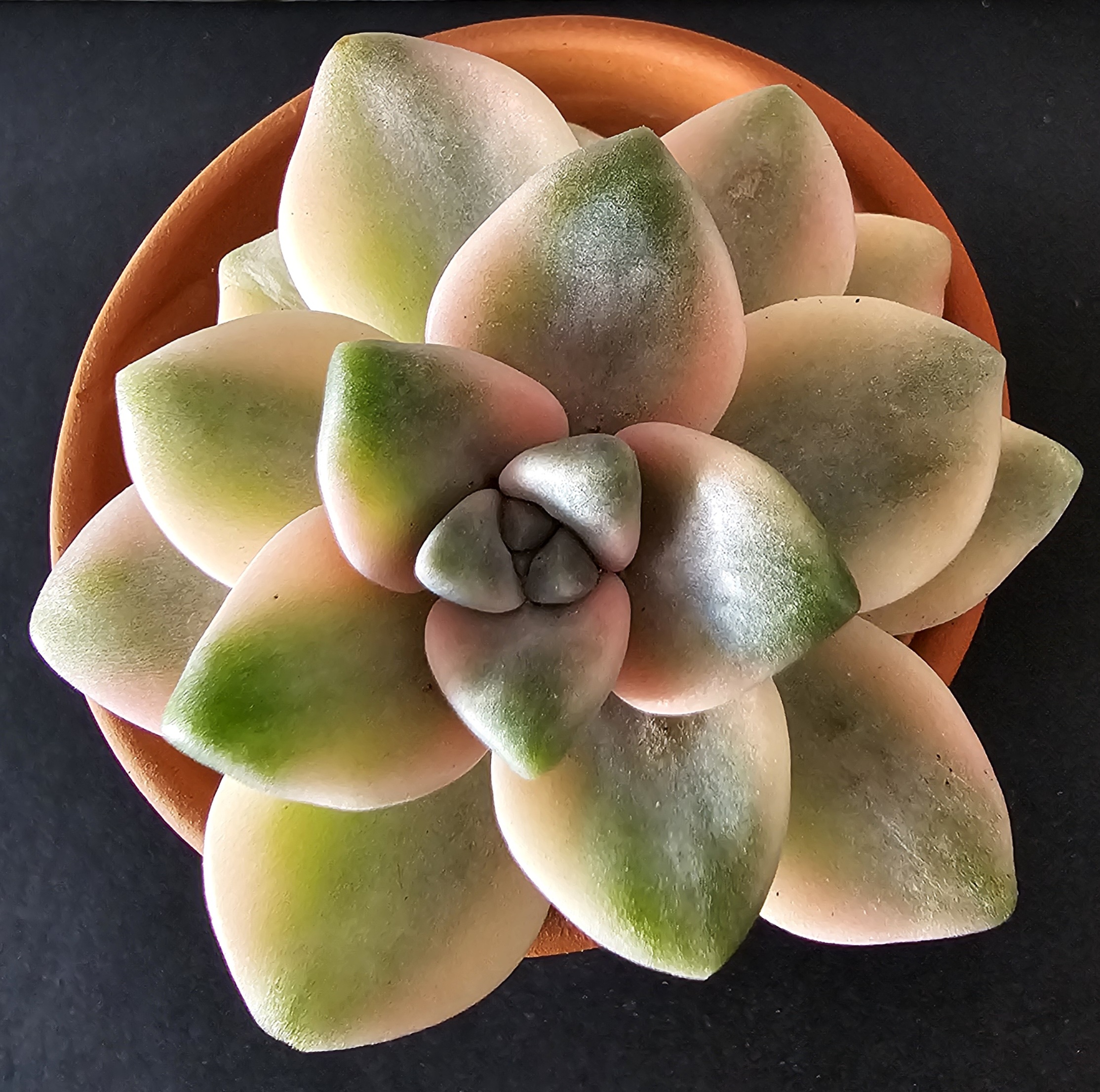 Graptoveria 'Tibutans' variegata pot 5.5cm
