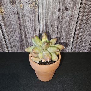 Pachyphytum compactum 'Little Jewel' jaune orangé pot 5.5cm