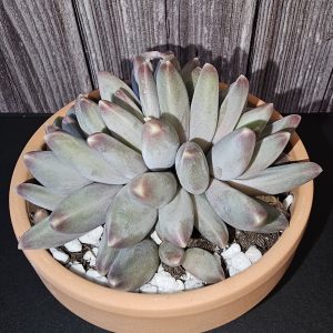Pachyphytum compactum pot 10.5cm