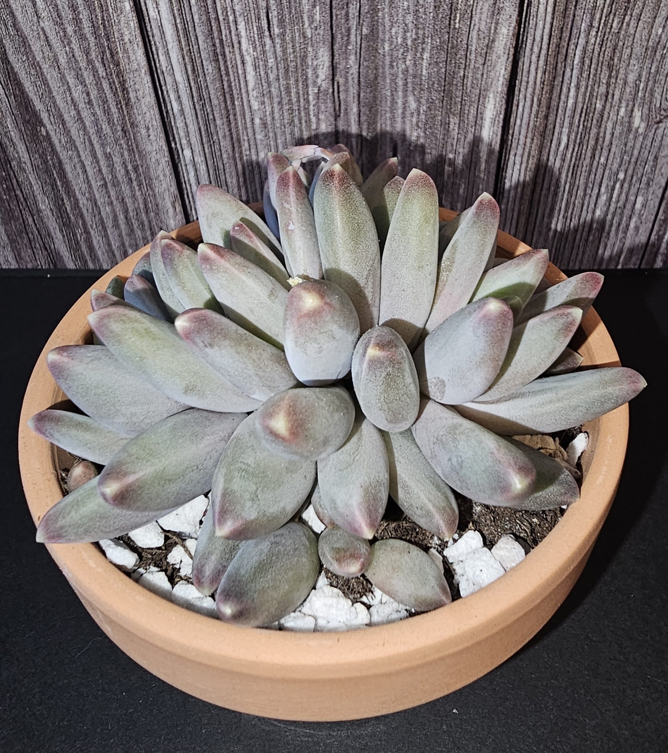 Pachyphytum compactum pot 10.5cm