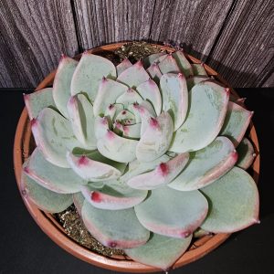 Echeveria chihuahuensis pot 7,5cm