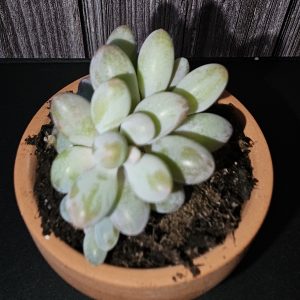 Pachyphytum 'Macho' pot 5.5cm