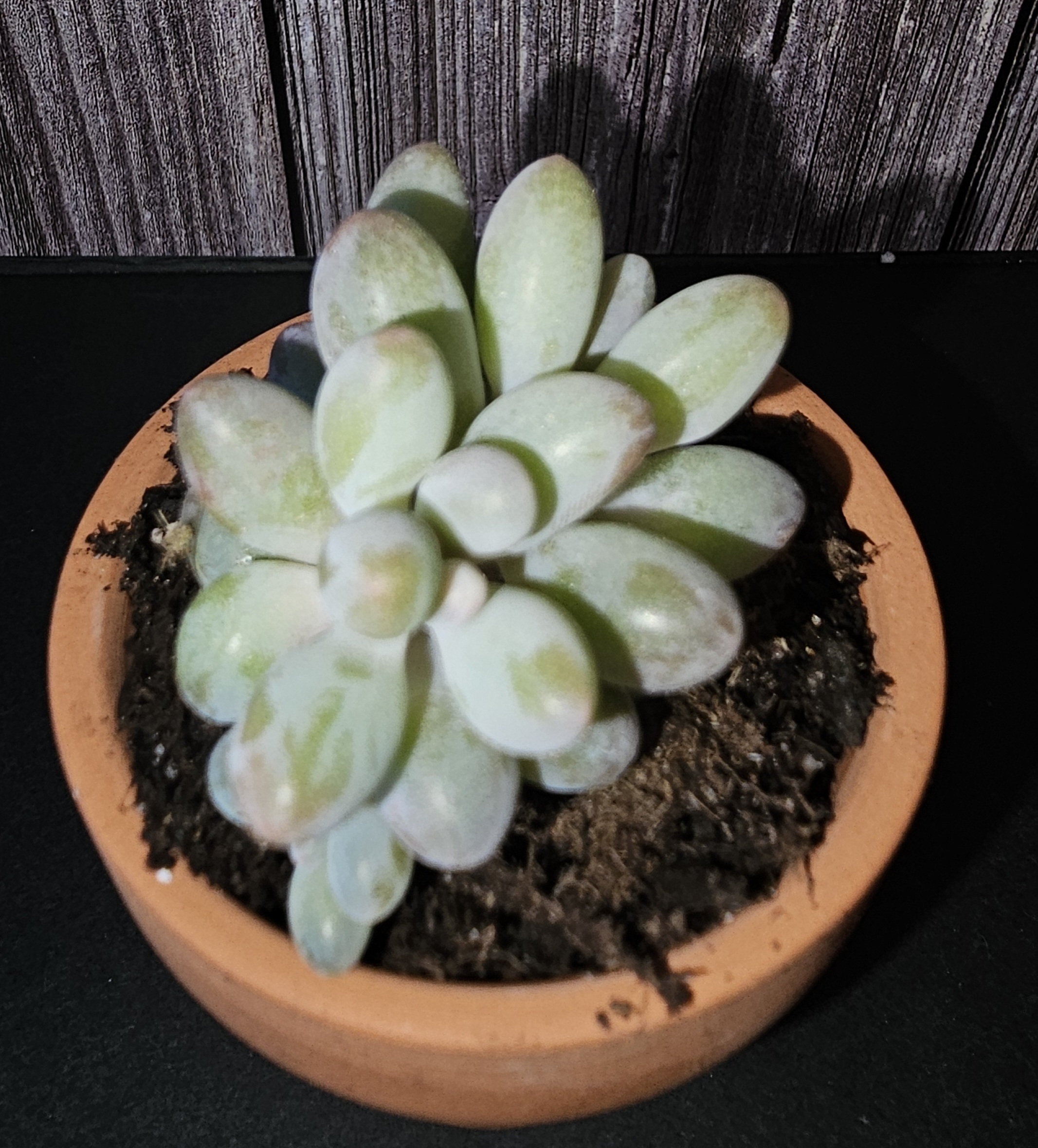 Pachyphytum 'Macho' pot 5.5cm