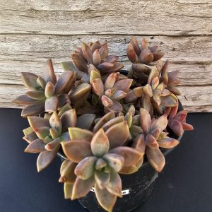 Graptopetalum 'Bronze' pot 10.5cm