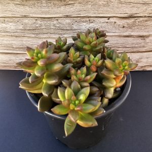 Sedeveria 'Jet Beads' pot 10.5cm