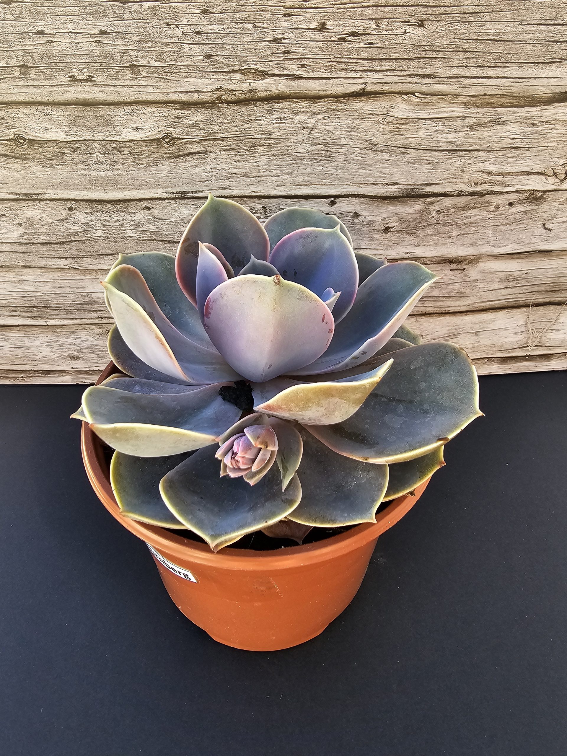Echeveria 'Perle von Nurnberg' pot 10.5cm – Image 2