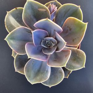 Echeveria 'Perle von Nurnberg' pot 10.5cm