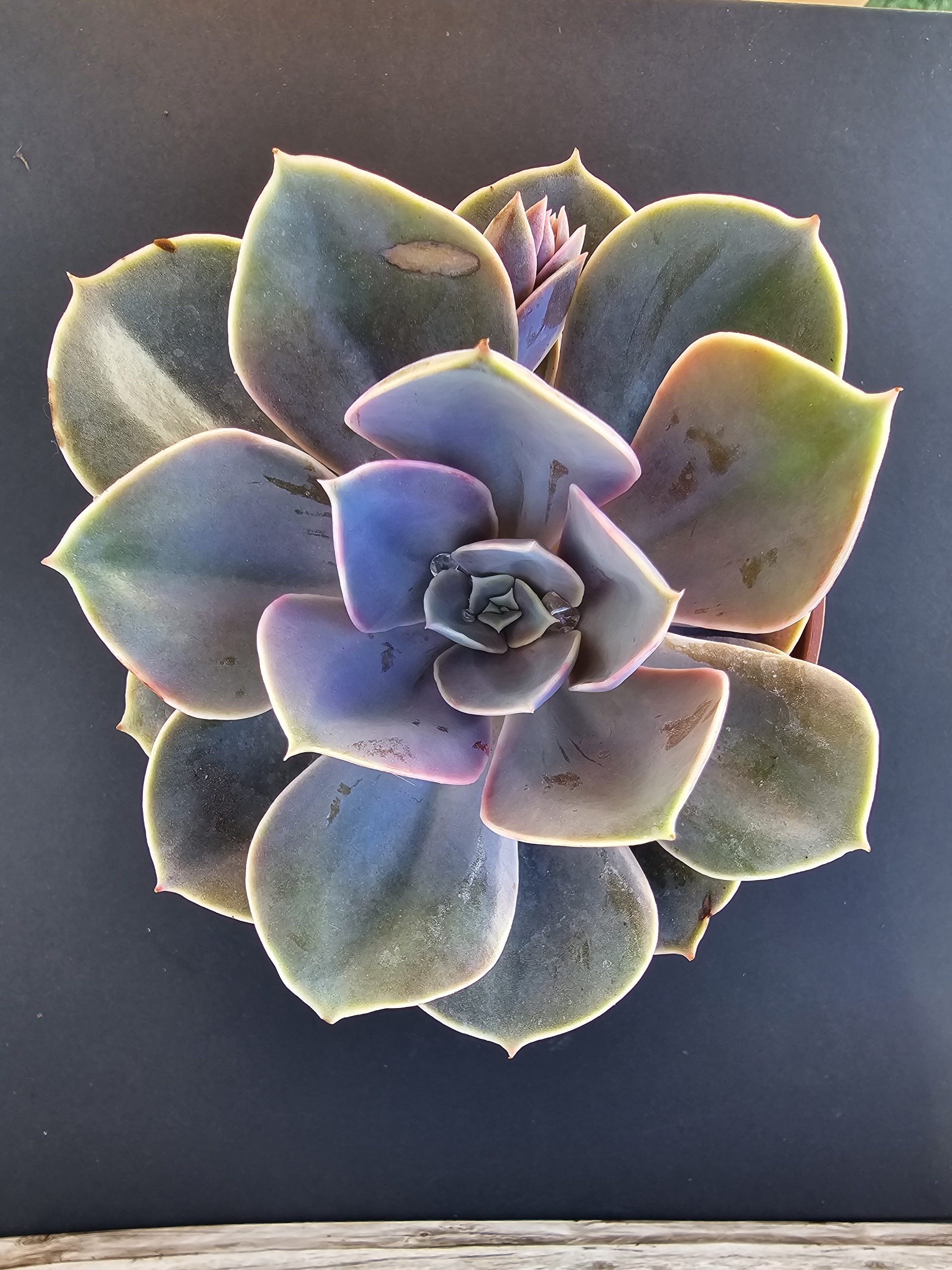 Echeveria 'Perle von Nurnberg' pot 10.5cm