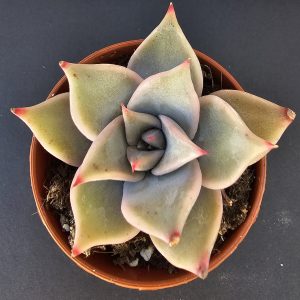 Echeveria 'Madiba' pot 5.5cm