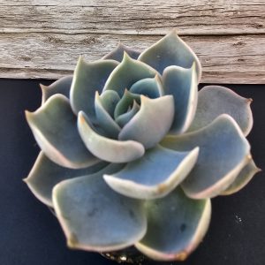 Echeveria 'Lotus' pot 5.5cm