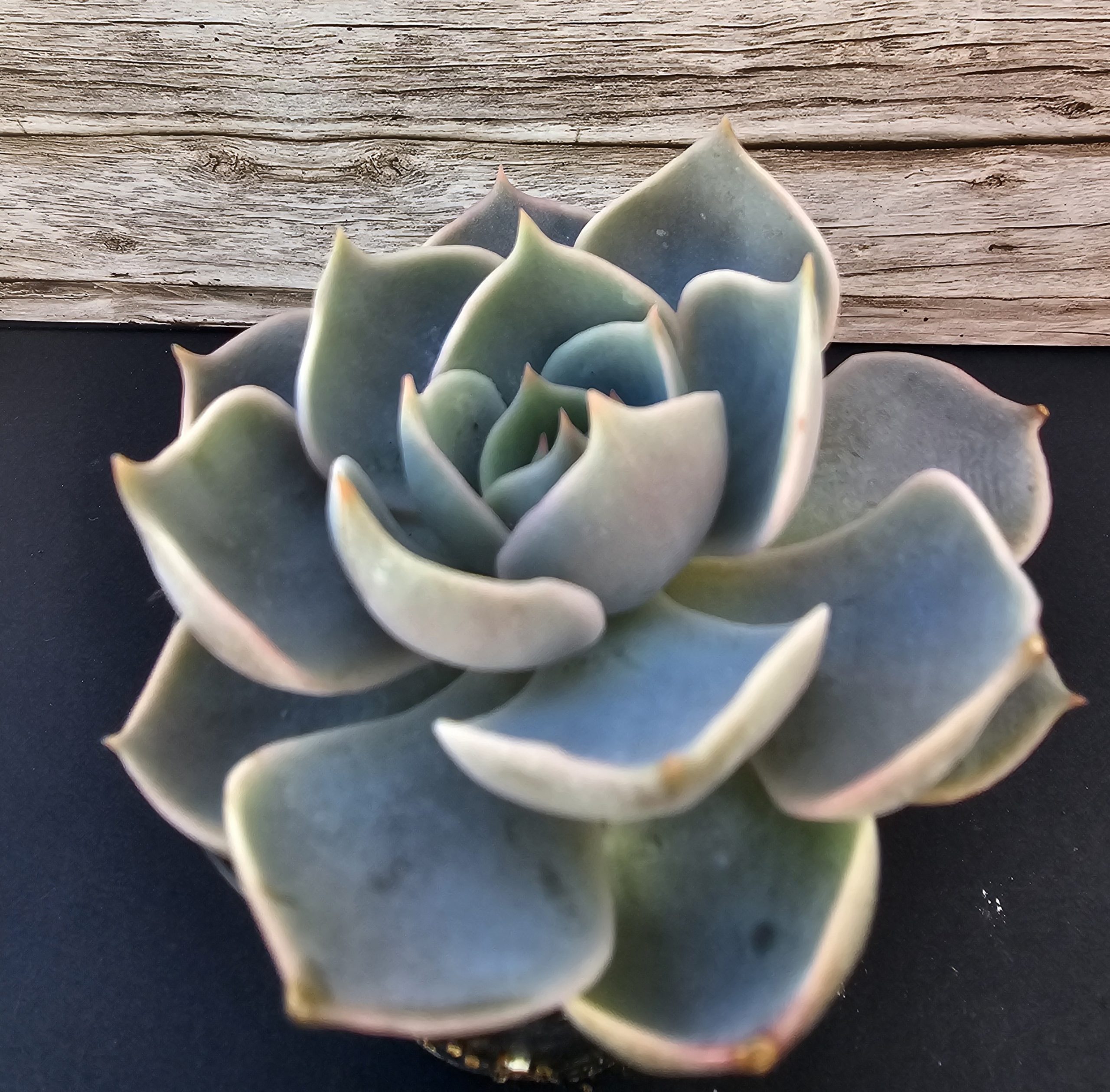 Echeveria 'Lotus' pot 5.5cm