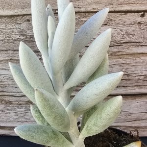 Senecio haworthii 'Mont blanc' pot 5.5cm