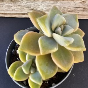 Graptoveria 'Titubans' pot 5.5cm