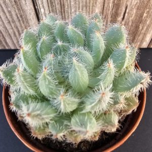 Echeveria setosa 'Tarantula' pot 5.5cm