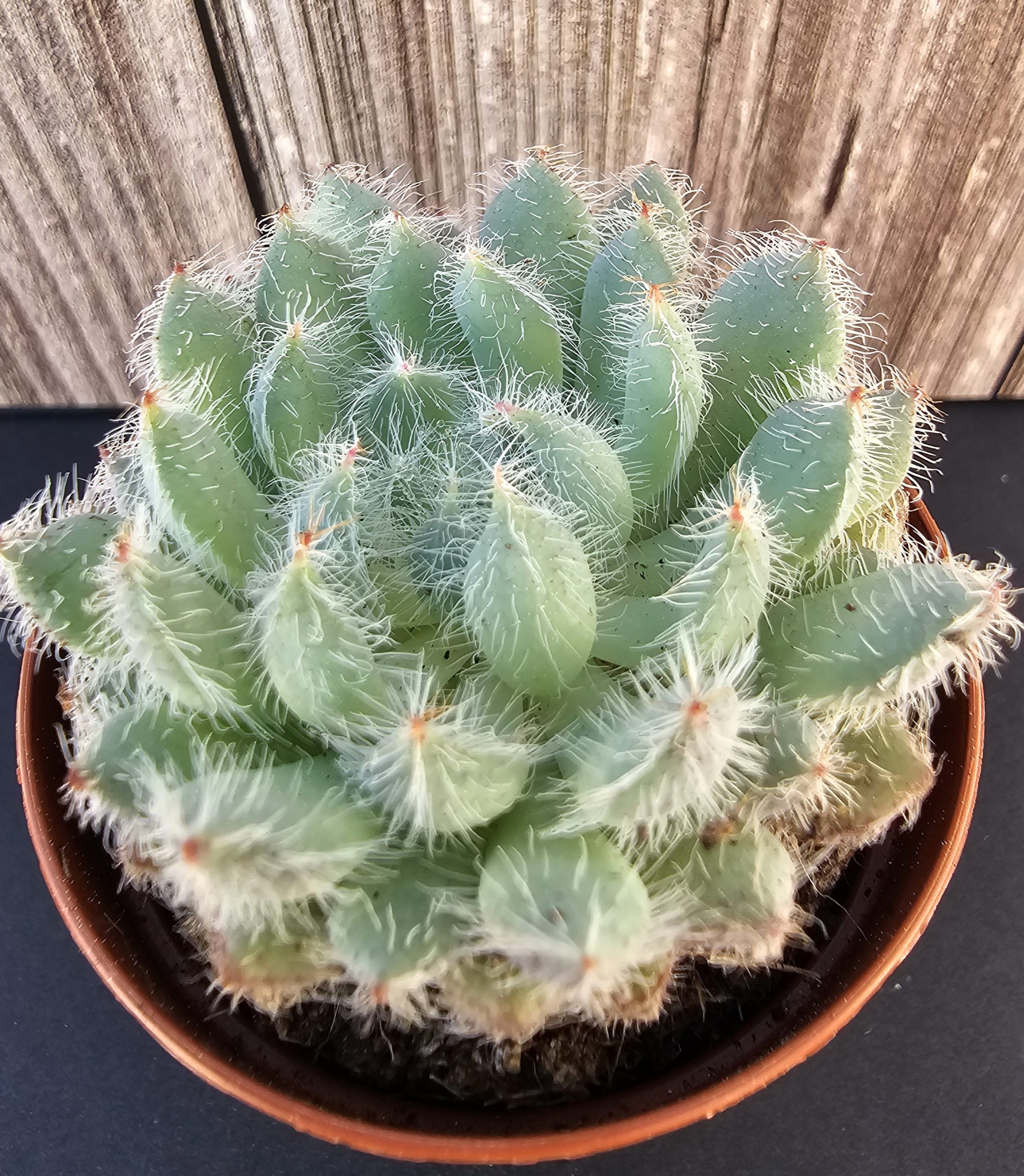 Echeveria setosa 'Tarantula' pot 5.5cm
