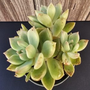 Echeveria mendozae pot 5.5cm