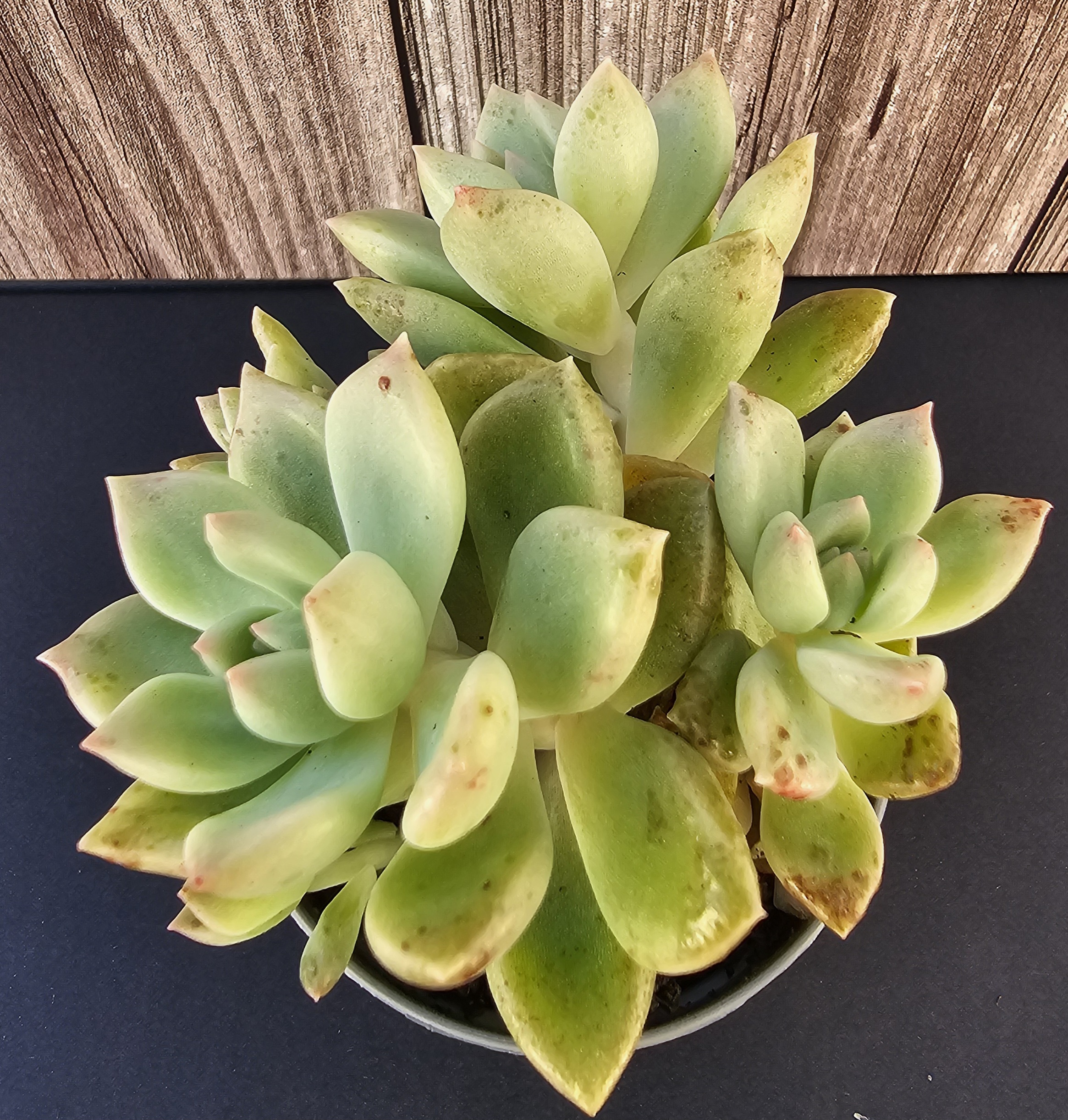 Echeveria mendozae pot 5.5cm