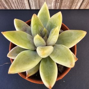 Echeveria 'Tolimanensis Yellow' pot 5.5cm