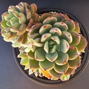 Echeveria 'Early Sunrise' pot 10.5cm