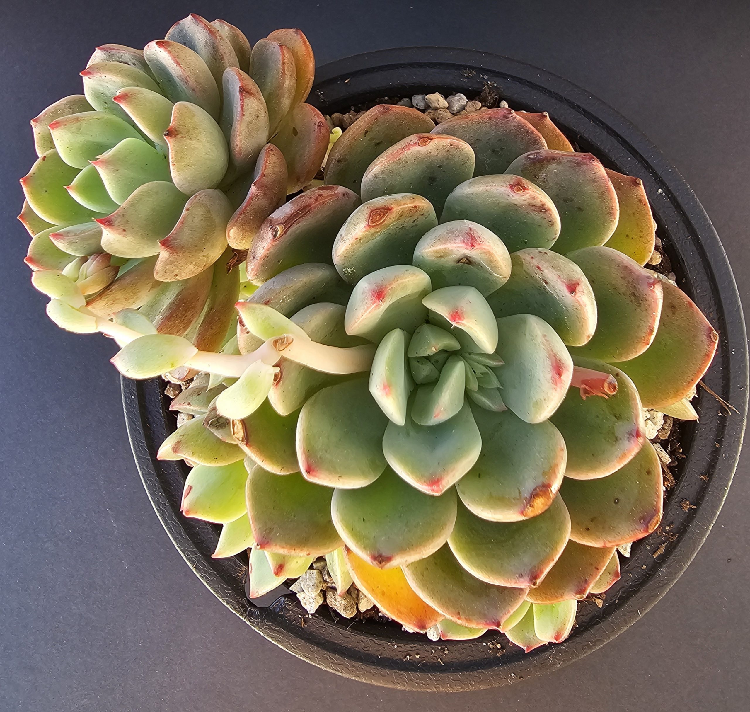 Echeveria 'Early Sunrise' pot 10.5cm