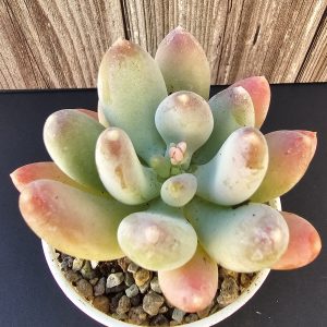 Pachyphytum 'Saltense' pot 6.5cm