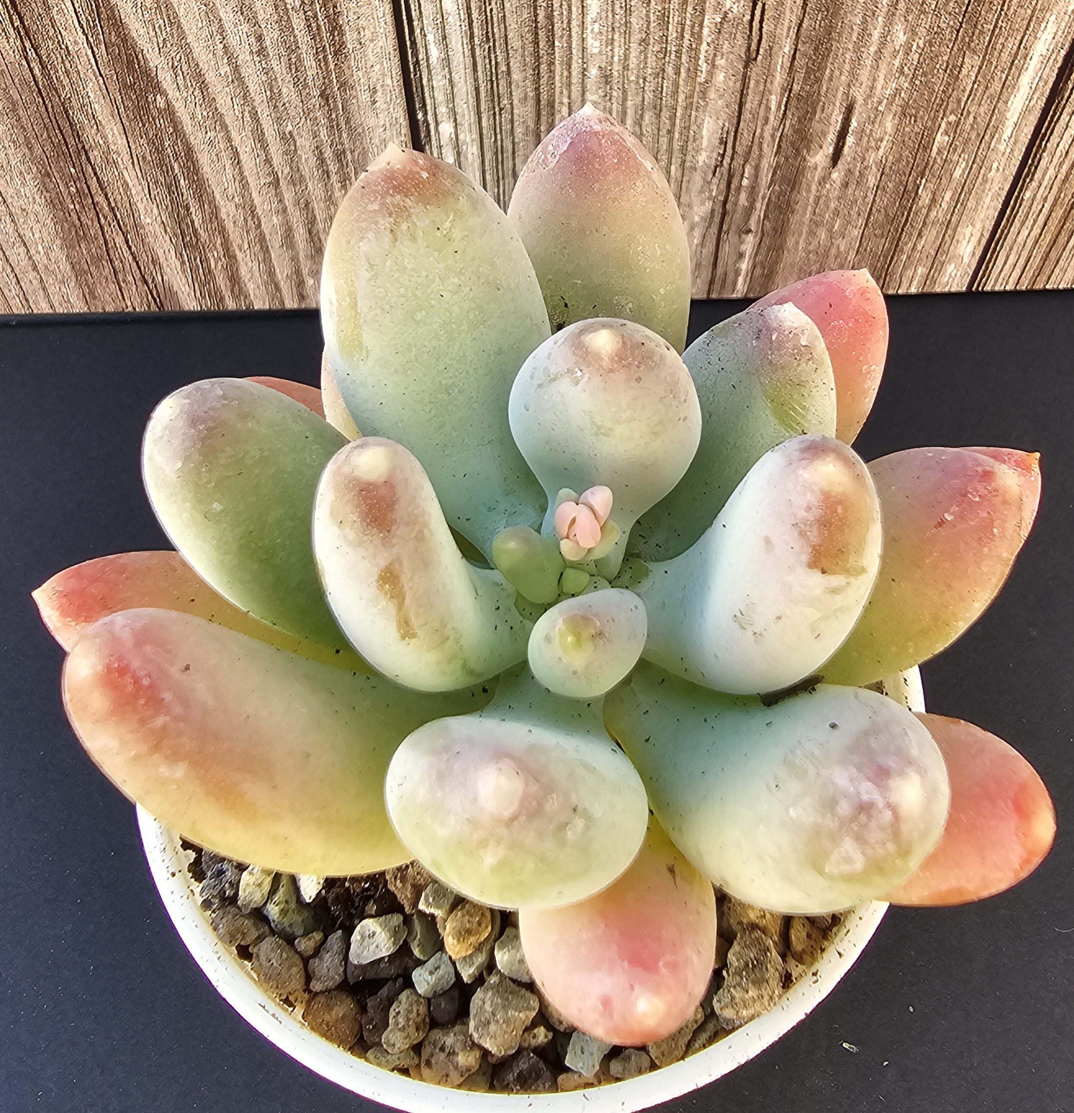 Pachyphytum 'Saltense' pot 6.5cm