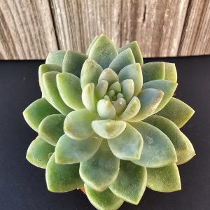 Sedeveria 'Lilac Mist' pot 5,5cm