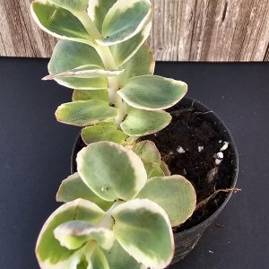 Sedum spurium 'Variegatum' pot 5.5cm
