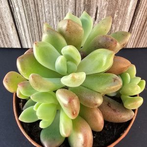 Echeveria 'Vienna' pot 5.5cm