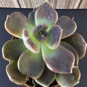 Echeveria 'Chocolate' pot 5.5cm