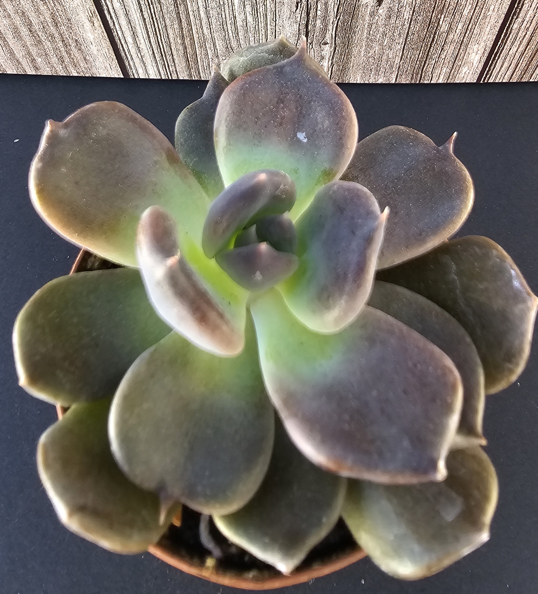 Echeveria 'Chocolate' pot 5.5cm