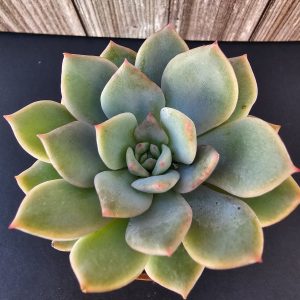 Echeveria 'Tinkerbell' pot 5.5cm