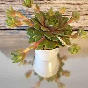 Sempervivum 'Alchemist' pot 6.5cm