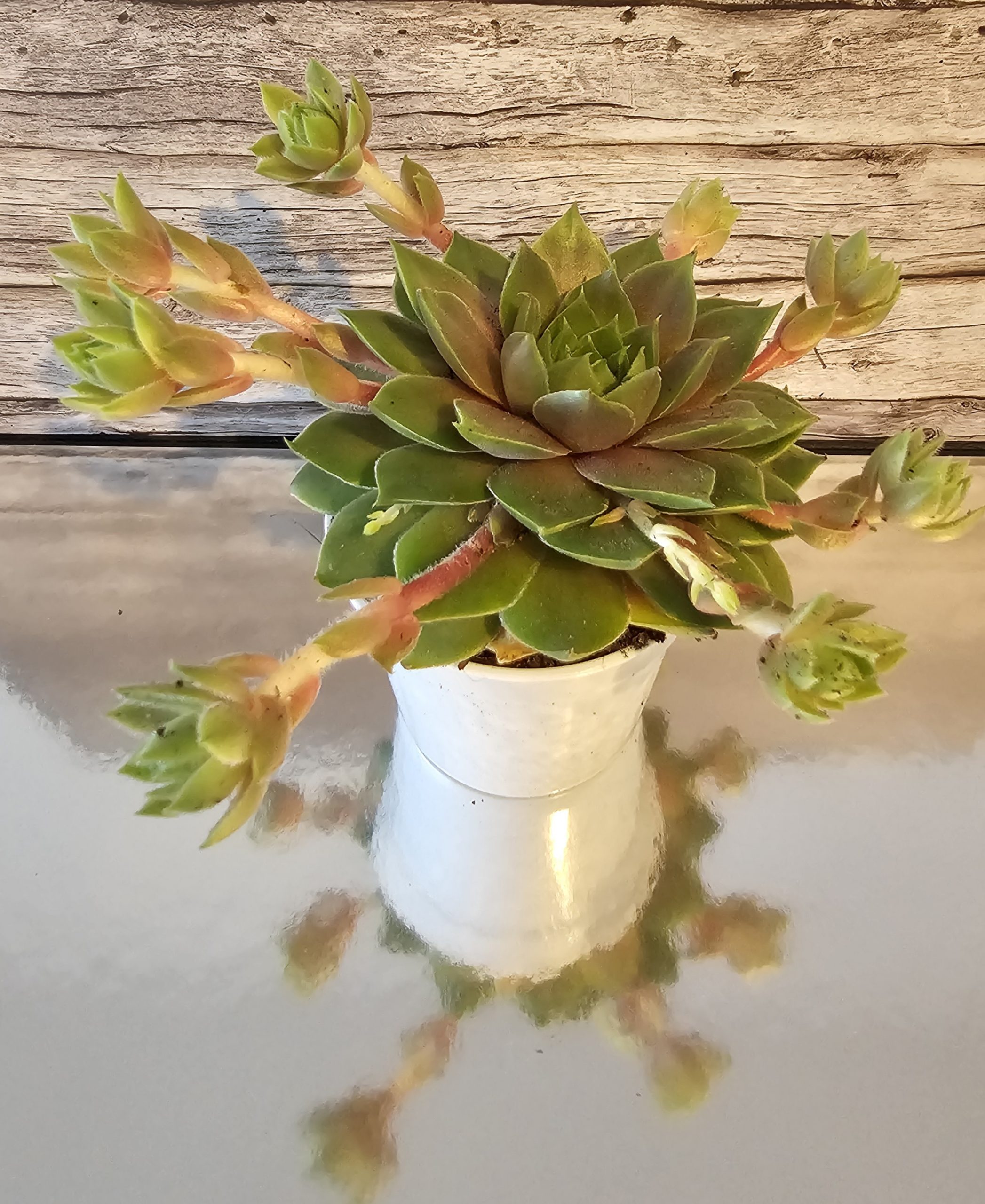Sempervivum 'Alchemist' pot 6.5cm