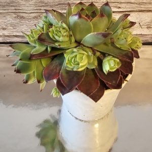Sempervivum 'Purdy's' pot 6.5cm
