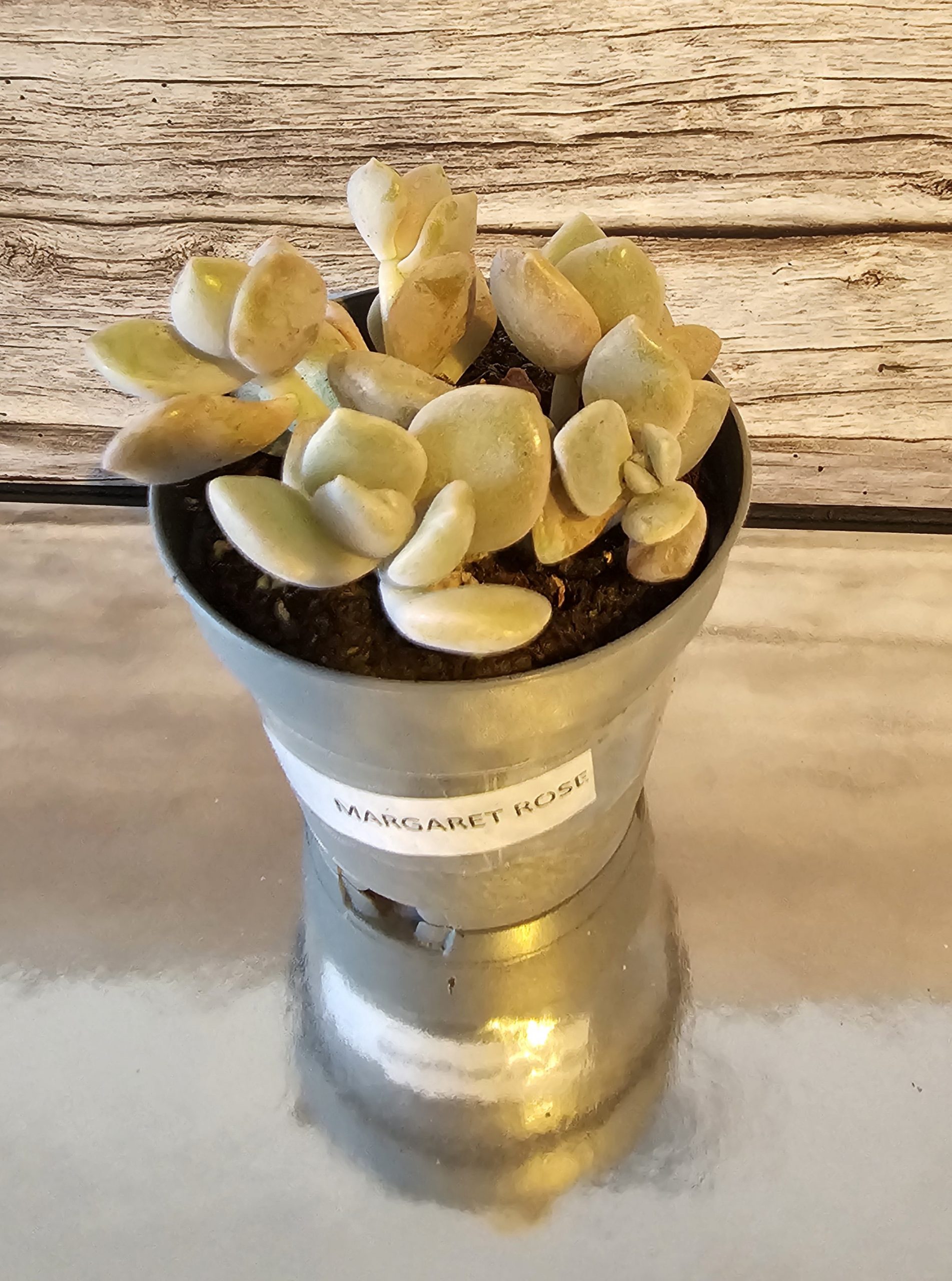 Graptoveria 'Margaret Rose' pot 5.5cm