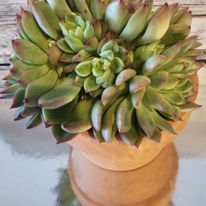 Echeveria 'Mebina' pot 10.5cm