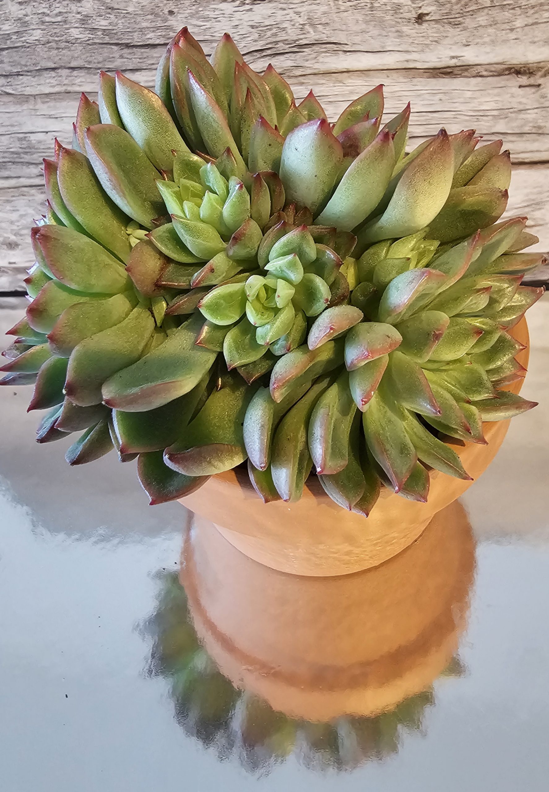 Echeveria 'Mebina' pot 10.5cm