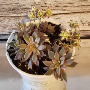 Graptopetalum 'Rusbyi' pot 6.5cm