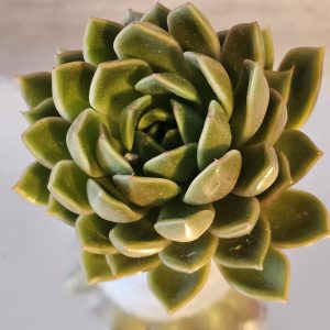 Echeveria 'Mira' pot 10.5cm