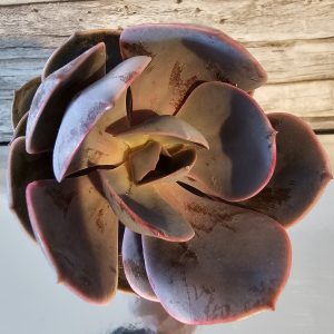 Echeveria 'Lynn' pot 10,5cm