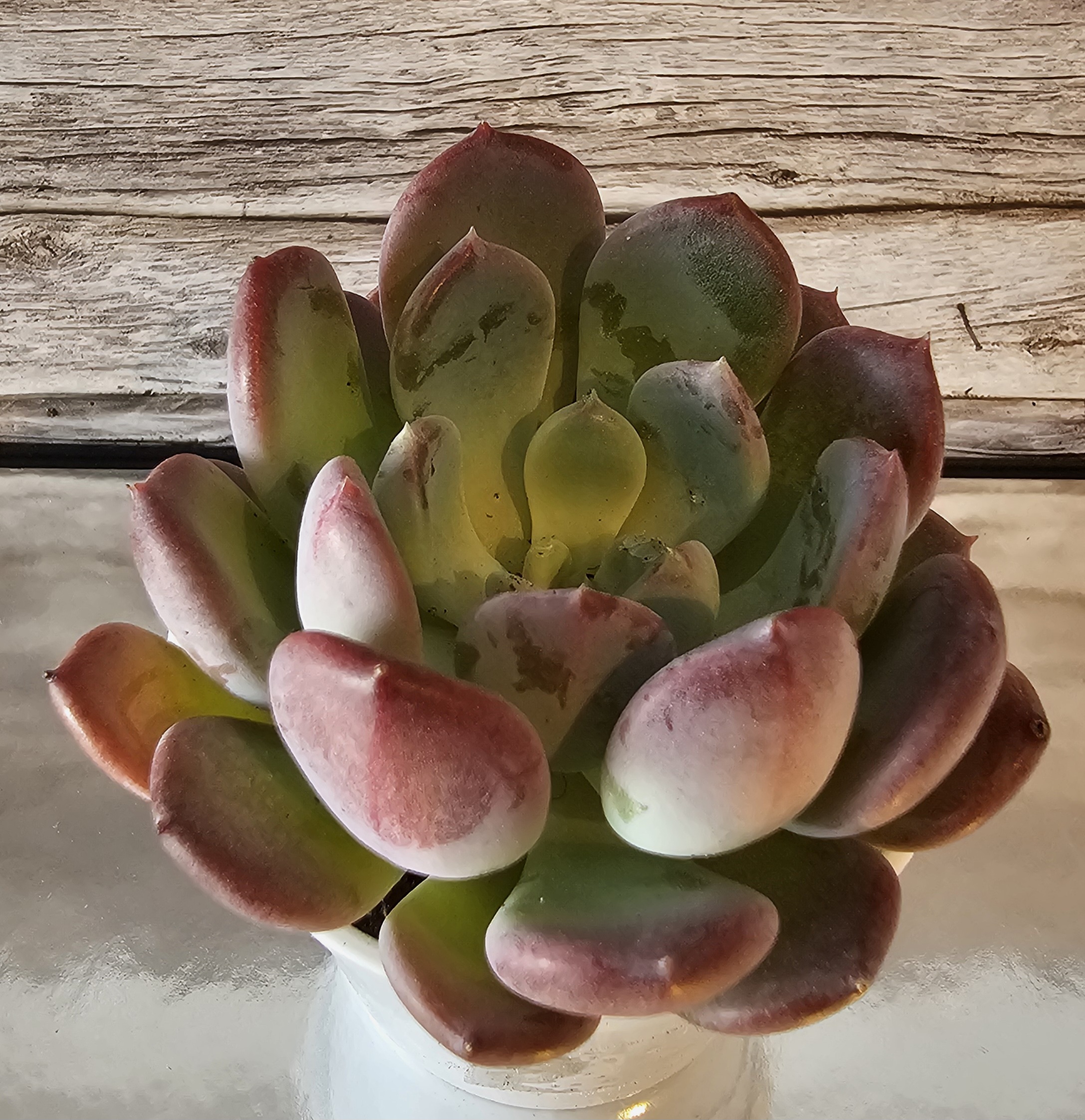 Echeveria 'Pink Crystal' pot 7.5cm