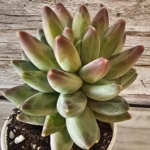 Pachyphytum compactum 'Little Jewel' pot 6.5cm