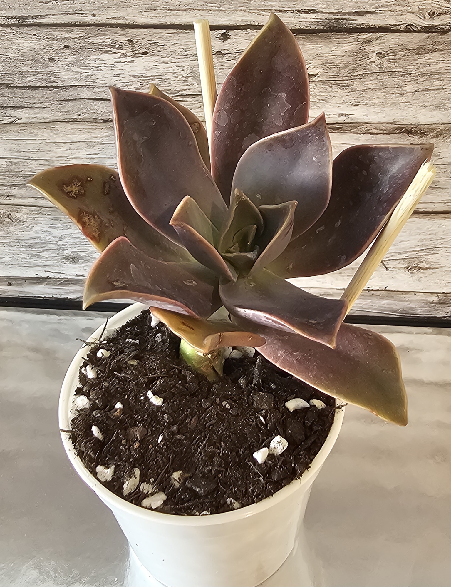 Graptoveria 'Fred Ives' pot 6.5cm